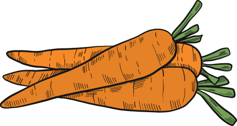 Illustration of three carrots.