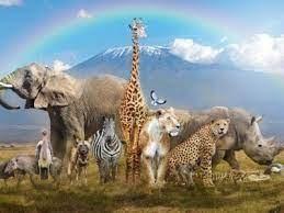 An elephant, giraffe, zebra, lion, rhino, and other safari animals stand in front of a blue sky with a rainbow.