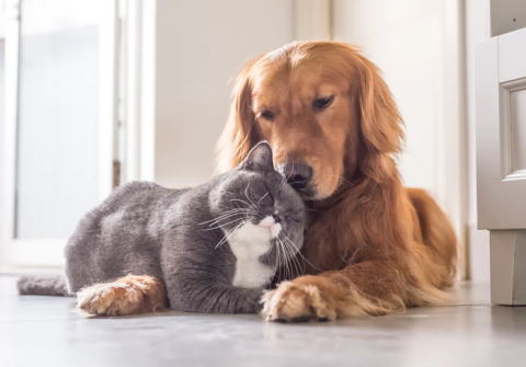 Pet Storytime