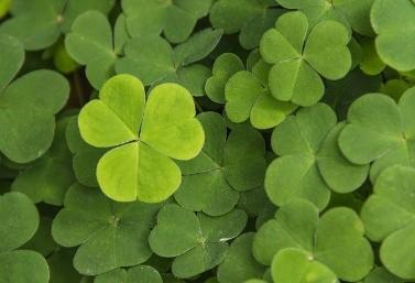 A pile of shamrocks