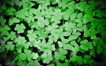 STEAM: Lucky Shamrocks