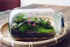 Garden Terrariums